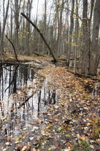Where the boardwalks will be palced