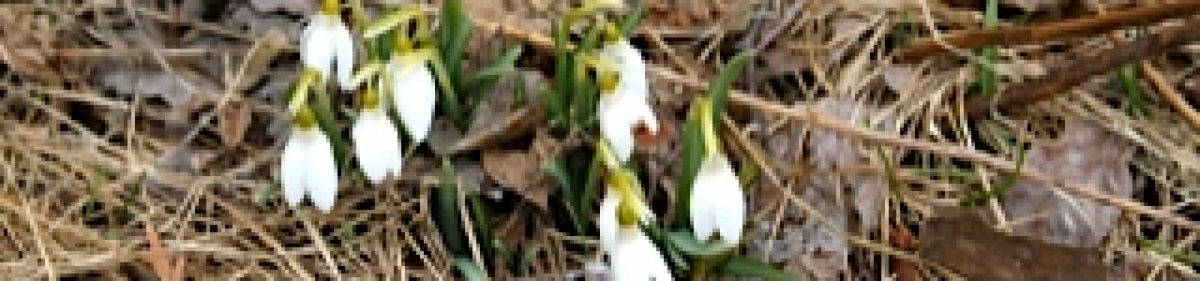 Friends of Hibou Conservation Area – Ontario, Canada